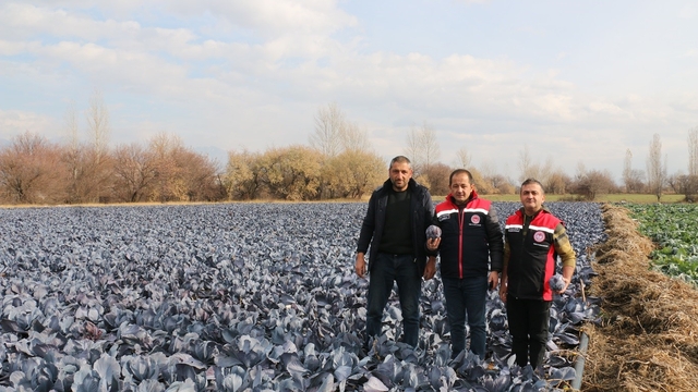 Erzincan'da kış ortasında sebze hasadı