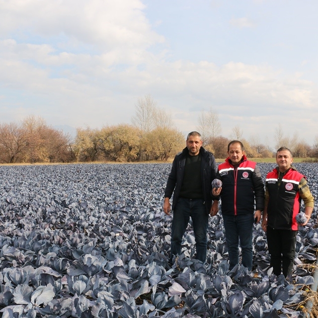 Erzincan'da kış ortasında sebze hasadı