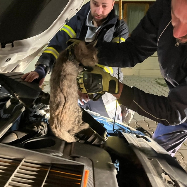 Erzincan'da aracın motor bölmesine sıkışan kediyi itfaiye ekipleri kurtardı