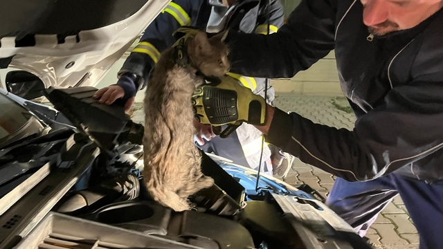 Erzincan'da aracın motor bölmesine sıkışan kediyi itfaiye ekipleri kurtardı