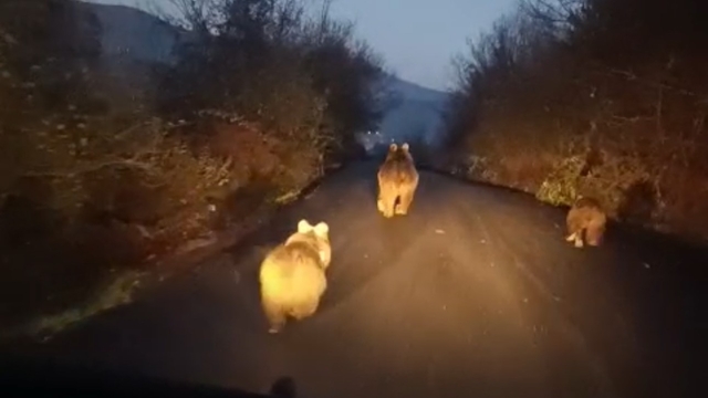 Anne ayı ve yavruları kamerada