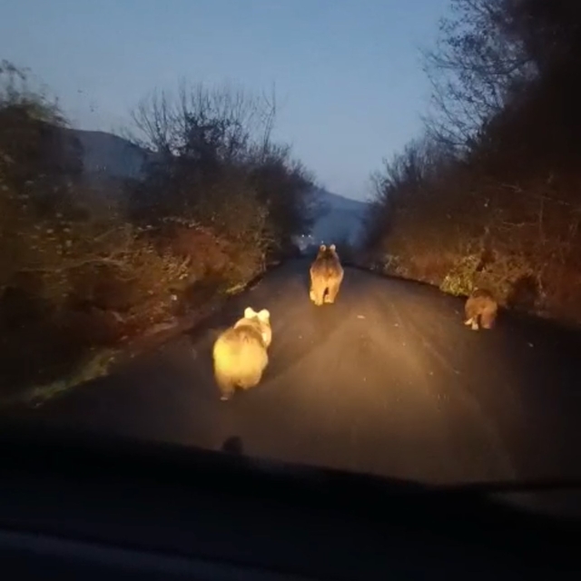 Anne ayı ve yavruları kamerada