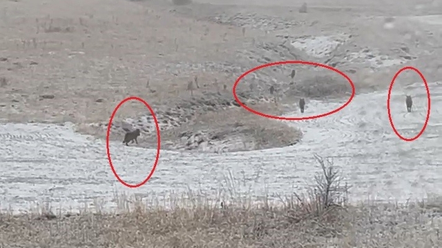 Bayburt'un köylerinde kurt sürüleri görüldü