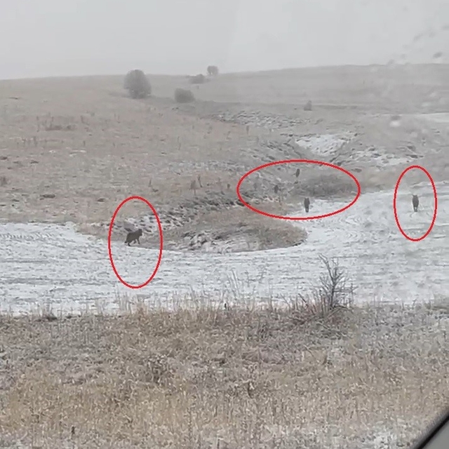 Bayburt'un köylerinde kurt sürüleri görüldü