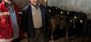 19 Mayıs'ta hayvan sağlığı çalışmaları sürüyor