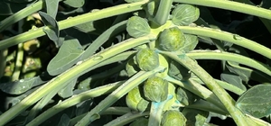 Rusya ve Hollanda lahanayı "Brüksel"den değil İznik'ten alıyor