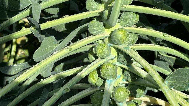 Rusya ve Hollanda lahanayı "Brüksel"den değil İznik'ten alıyor