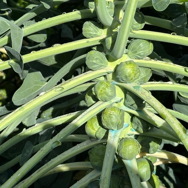 Rusya ve Hollanda lahanayı "Brüksel"den değil İznik'ten alıyor