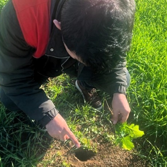 Kofçaz'da tarla faresine karşı etkin mücadele: Tarım arazilerinde fare tehd...