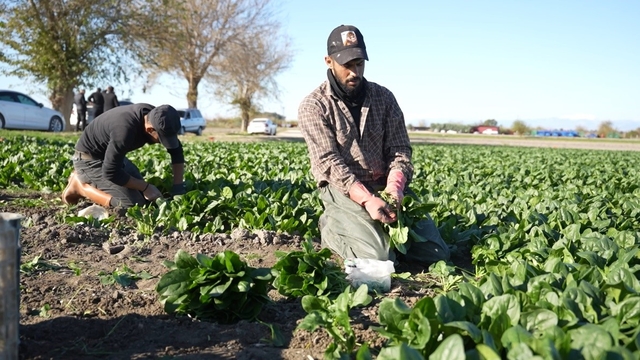Osmaniye'de ıspanak hasadı başladı