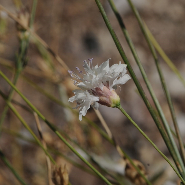 "Çameli pelemiri" bitki literatürüne kazandırıldı