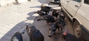 Adana'da ilginç görüntü: Hindiler çarşıda gezdirilerek satılıyor