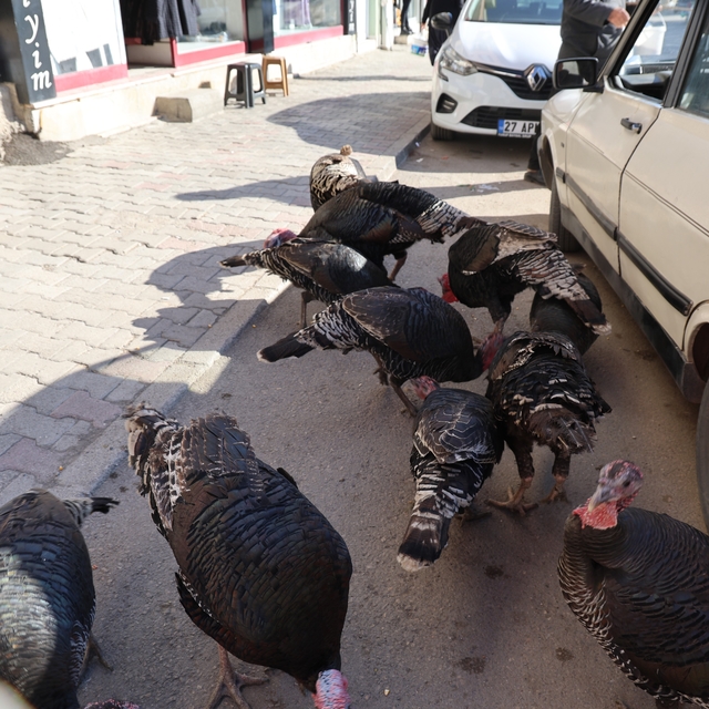 Adana'da ilginç görüntü: Hindiler çarşıda gezdirilerek satılıyor