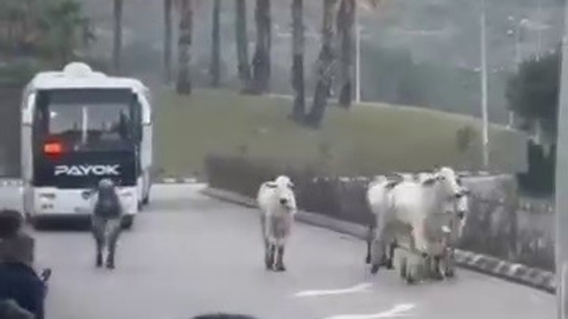 Kaza yapan tırdan kaçan anguslar şehir turunda