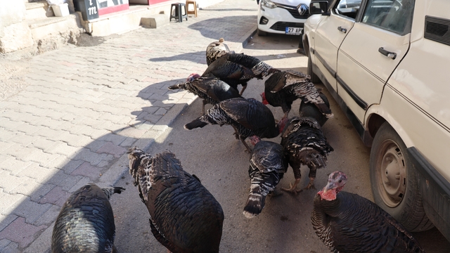 Adana'da ilginç görüntü: Hindiler çarşıda gezdirilerek satılıyor