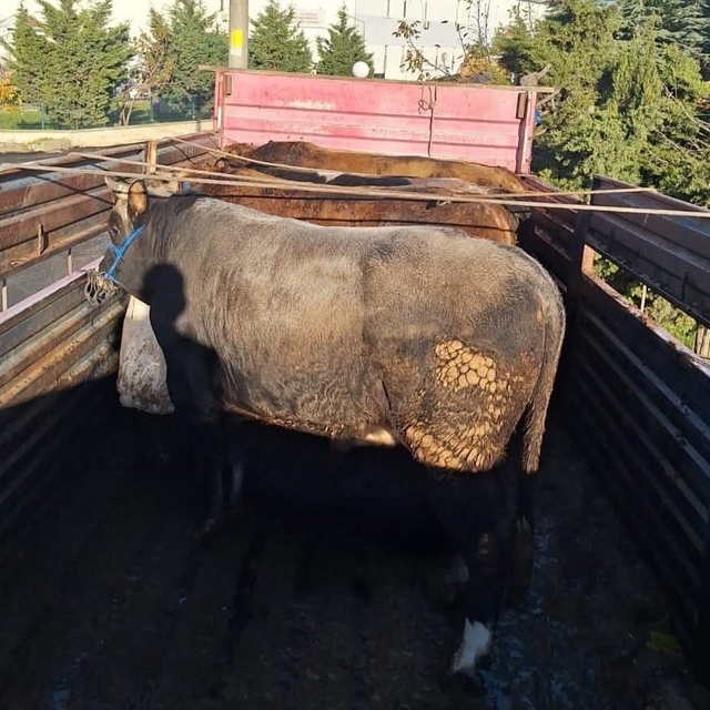 Tekirdağ'da kaçak hayvan sevkiyatına 102 bin lira ceza