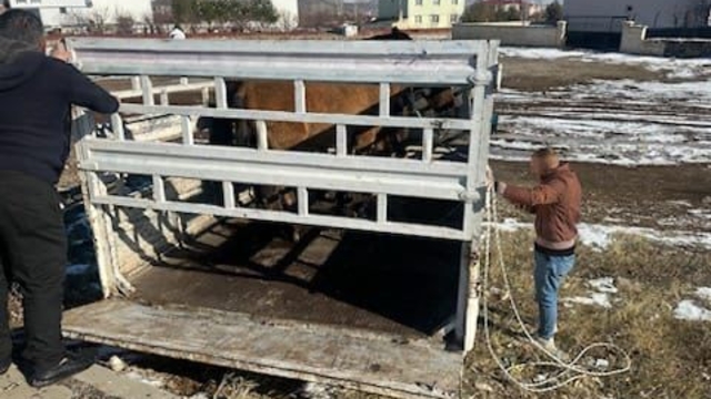 Karlıova'da sahipsiz binek hayvanlar toplatılmaya başlandı