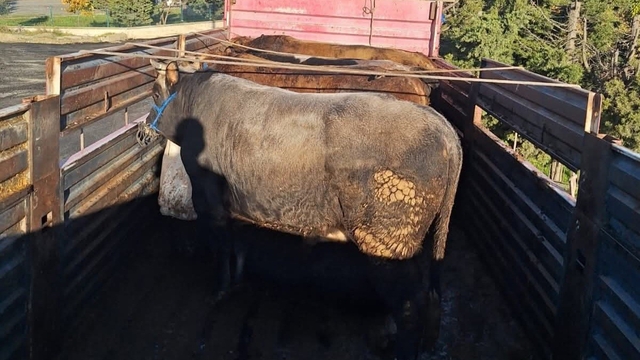 Tekirdağ'da kaçak hayvan sevkiyatına 102 bin lira ceza