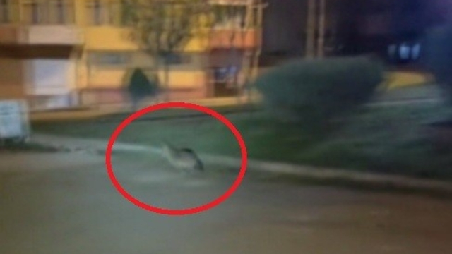 Sinop'ta aç kalan çakal şehir merkezine indi