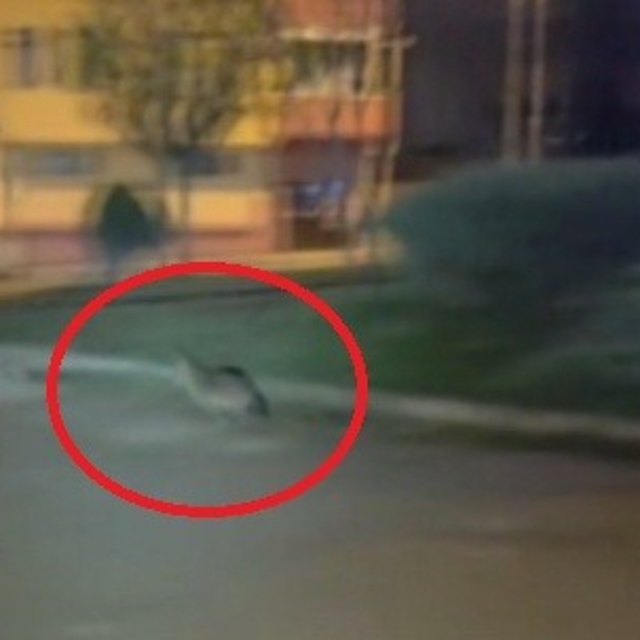 Sinop'ta aç kalan çakal şehir merkezine indi