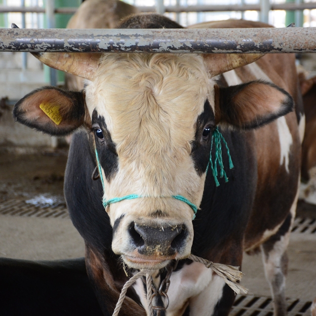 Bolu'da şap kısıtlamaları kaldırıldı