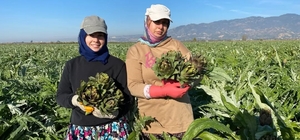 Coğrafi İşaretli Aydın Enginarı'nda yılın ilk hasadı yapıldı