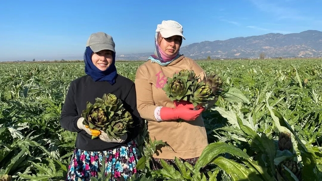 Coğrafi İşaretli Aydın Enginarı'nda yılın ilk hasadı yapıldı