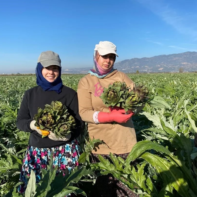 Coğrafi İşaretli Aydın Enginarı'nda yılın ilk hasadı yapıldı