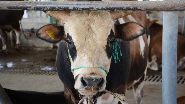 Bolu'da şap kısıtlamaları kaldırıldı