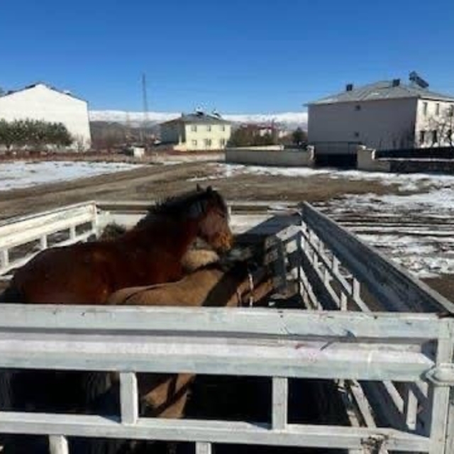 Kış şartları öncesi önlem: Başıboş binek hayvanları toplatıldı