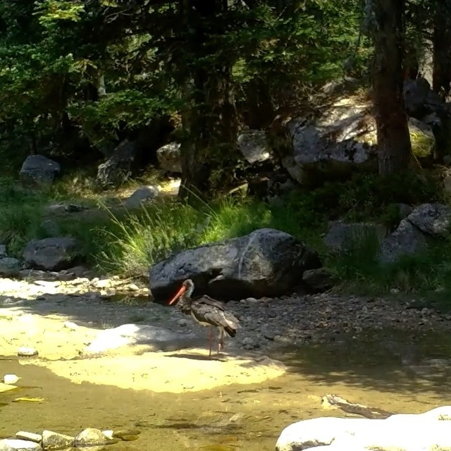 Türkiye'de nadir görülen karaleylek fotokapana yansıdı