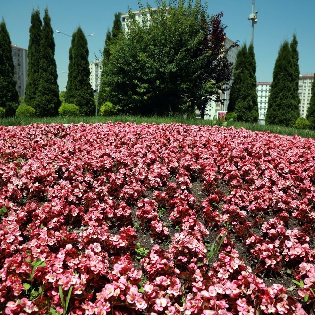 Talas 2026'da rengarenk olacak