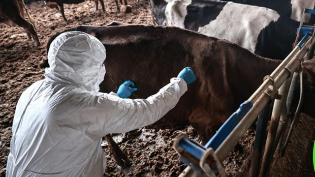 Bolu'da 1 aylık şap karantinası sona erdi