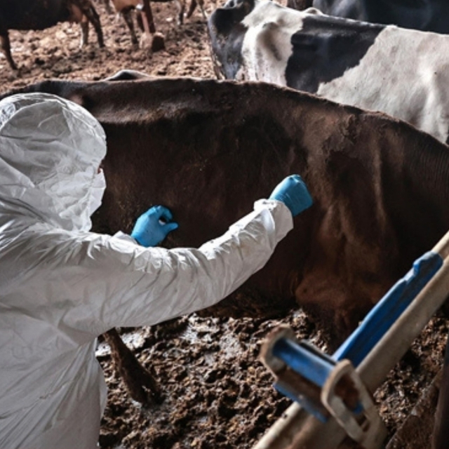 Bolu'da 1 aylık şap karantinası sona erdi