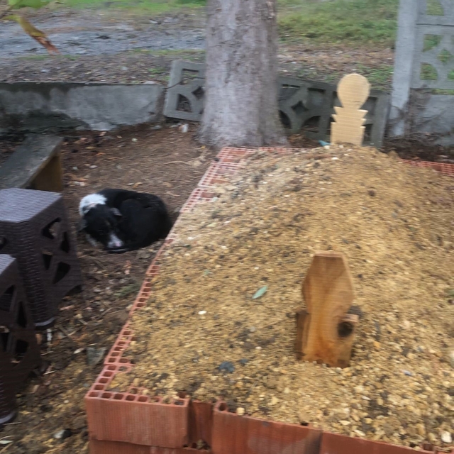 Köpeğin vefası: Sahibinin mezarından ayrılmayan köpek duygulandırdı