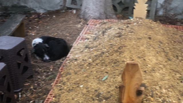 Köpeğin vefası: Sahibinin mezarından ayrılmayan köpek duygulandırdı