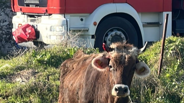 Balıkesir'de kuyuya düşen inek itfaiye ekiplerince kurtarıldı