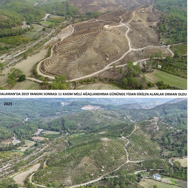 Kara tablo, 6 yılda yeşil örtüye dönüştü