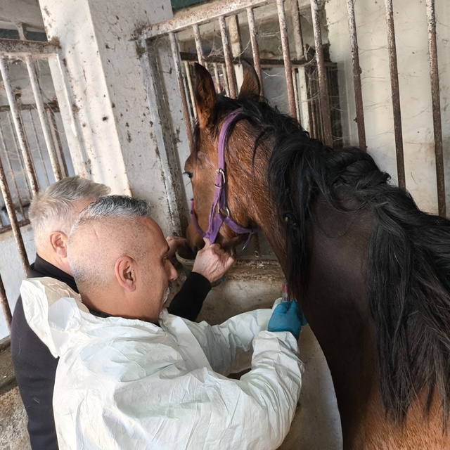 Milyonluk safkan İngiliz atına sağlık taraması