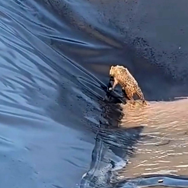 Siirt'te kurt boş havuza düştü