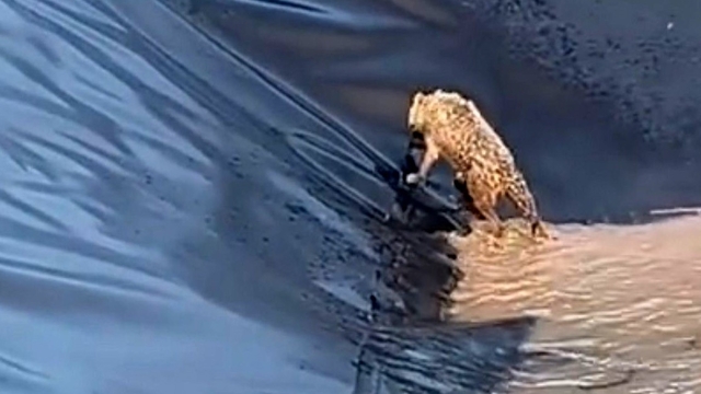 Siirt'te kurt boş havuza düştü