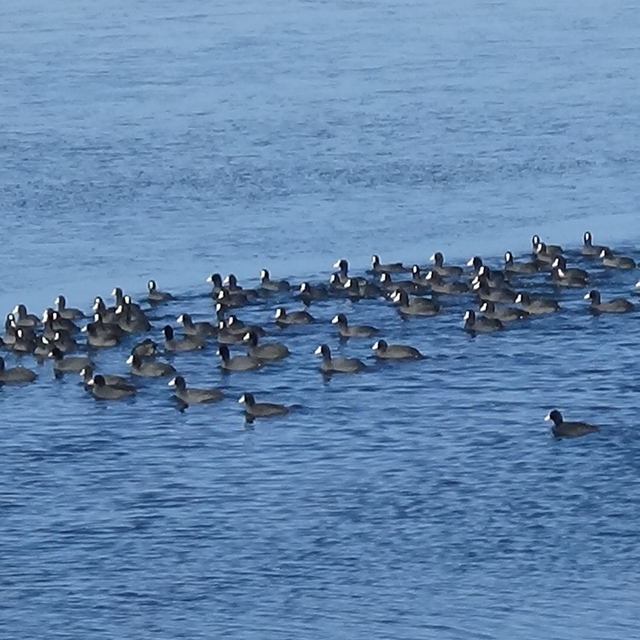 Kars'ın "Yerli Penguenleri" görev başında
Burası Antarktika değil, Doğu Ana...