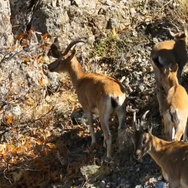 Munzur'un sarp kayalıklarında yaban keçileri