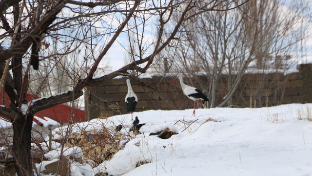 Yüksekova'da 23 yıldır göç etmeyen leyleklere yenileri eklendi