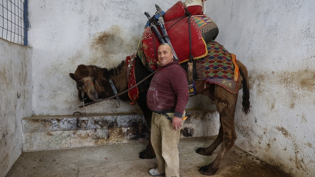 Şap karantinası nedeniyle iptal edilen deve güreşleri sektörde sıkıntıya neden oldu
Başkan Pazarlıoğlu: Bugüne kadar develerde şap hastalığı görüldüğü vaki değildir