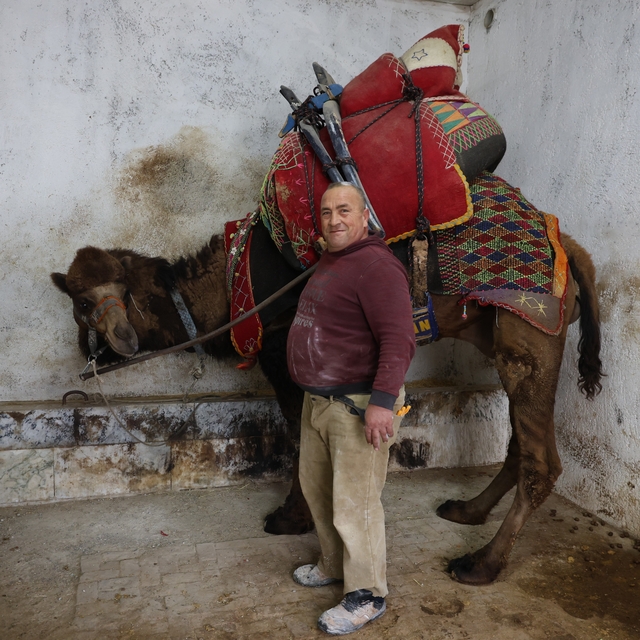 Şap karantinası nedeniyle iptal edilen deve güreşleri sektörde sıkıntıya ne...