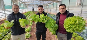 Büyükşehir Belediyesi seralarında kışlık sebze hasadı başladı