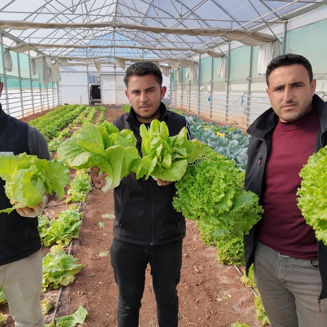 Büyükşehir Belediyesi seralarında kışlık sebze hasadı başladı