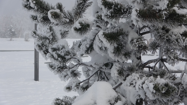 Ardahan'da dondurucu soğuklar etkisini artırdı: Ağaçlar kırağı tuttu
