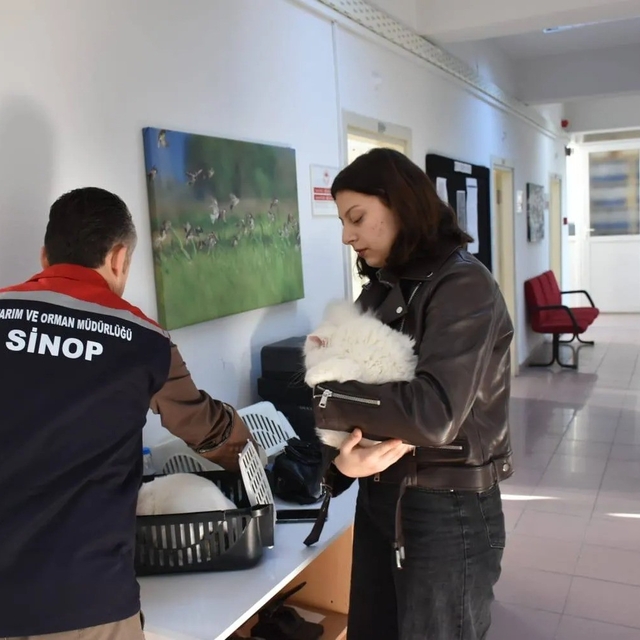 Sinop'ta hayvan kimliklendirme istatistikleri